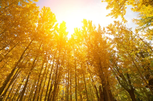 金色的秋天白杨树林 — 图库照片