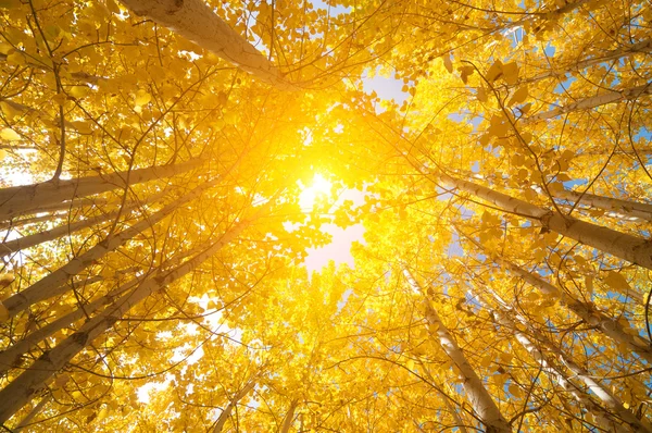 秋のポプラ木 — ストック写真
