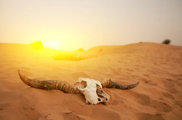 Teschio animale nel deserto — Foto Stock