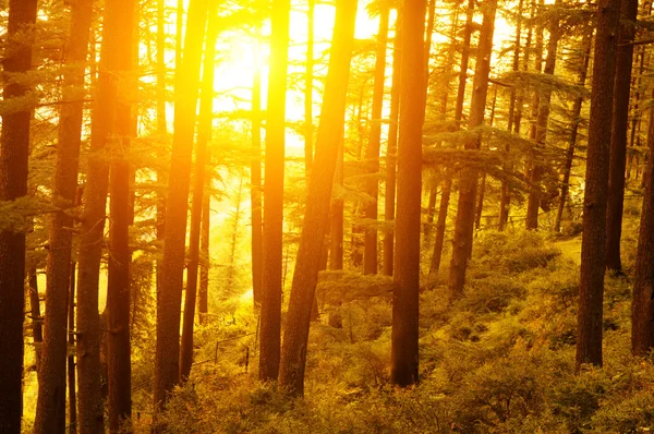 Dennenbos met gouden zonlicht — Stockfoto