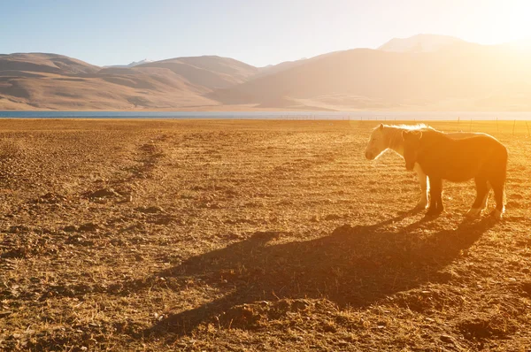 Tsomoriri 湖で馬 — ストック写真