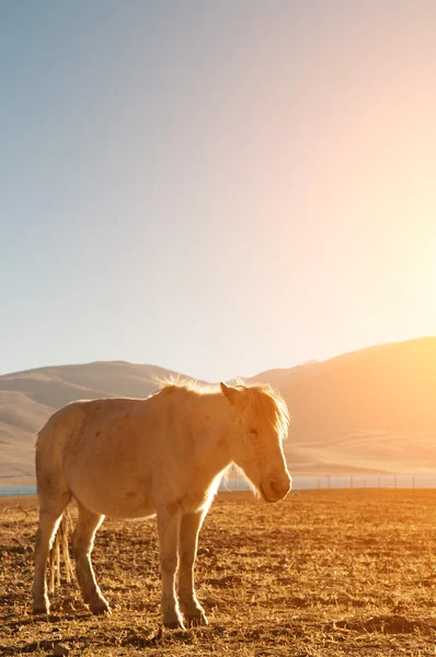 Paard in prachtige zonsopgang — Stockfoto