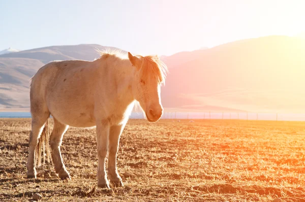 Paard in zonsopgang — Stockfoto