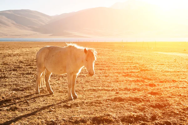 Paard op grasland — Stockfoto