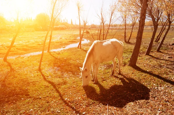 Paard gras eten op heilige visvijver — Stockfoto