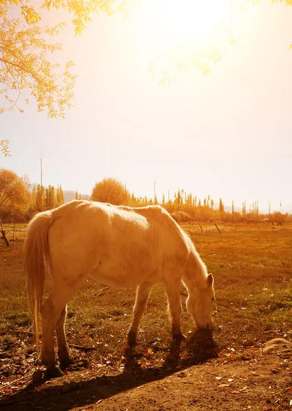 Paard op heilige visvijver tijdens zonsopgang — Stockfoto