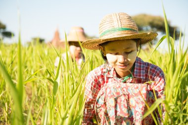 Geleneksel Myanmar kadın çiftçilerin grupta çalışma
