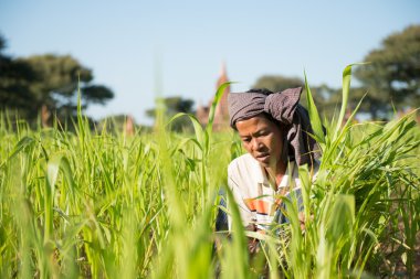 Alanında çalışan geleneksel Myanmar çiftçi