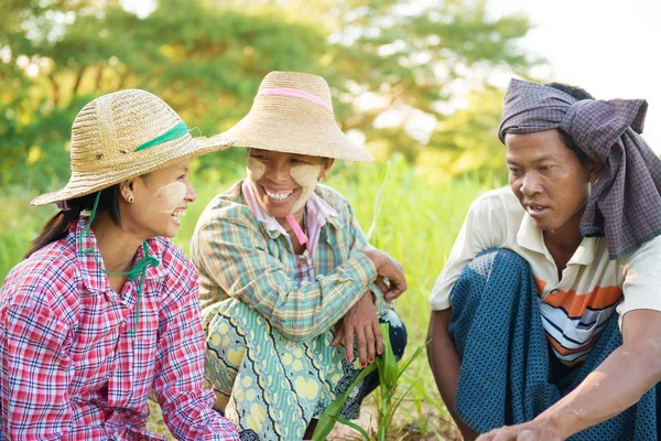 Traditional Myanmar farmers — Stock Photo, Image