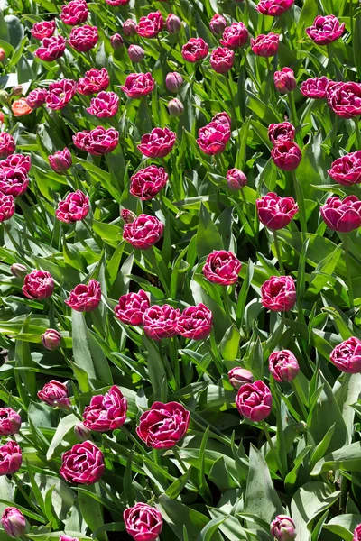 Flowers in Keukenhof park, Netherlands. — Stock Photo, Image