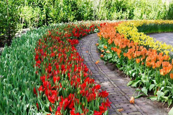 Çiçek Lale Keukenhof Park, Hollanda.