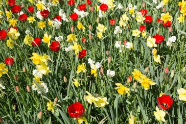 Taze bahar lale Keukenhof parkta büyüyen. Hollanda.