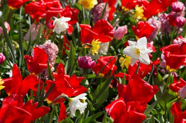 Parkta Keukenhof çiçek 