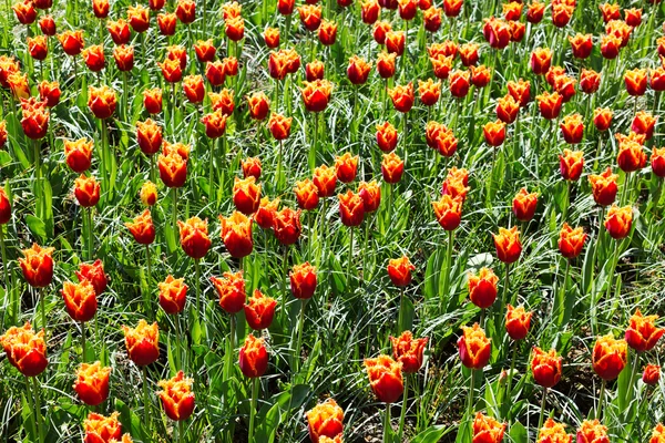 Свежие весенние тюльпаны растут в парке Кеукенхоф — стоковое фото