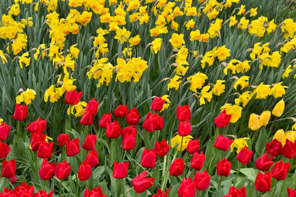 Lale Keukenhof
