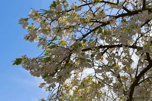 青空に対する桜 — ストック写真