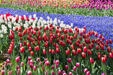 Çiçek Lale Keukenhof parkta. Hollanda.