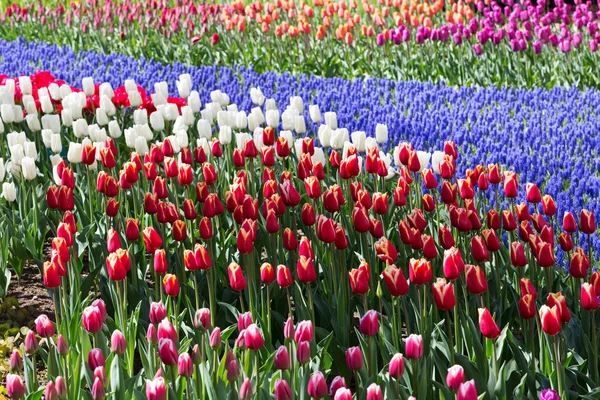 Цветы тюльпанов в парке Кёкенхоф. Голландия . — стоковое фото
