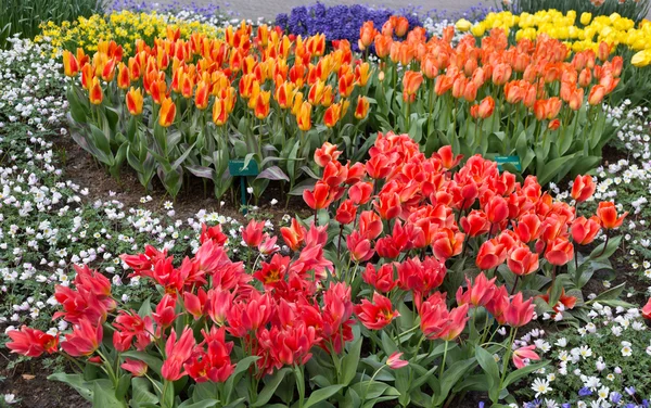 Flowers tulips in the Keukenhof park, Lisse. Holland. — Stock Photo, Image