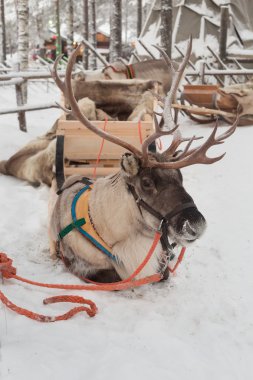 Noel reindeer