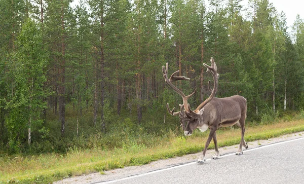 Caribou gå på gatan — Stockfoto