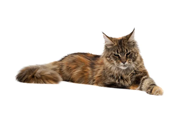 Maine coon cat — Fotografia de Stock