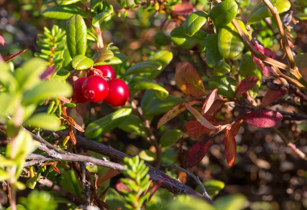 Bagas cranberries nos arbustos — Fotografia de Stock