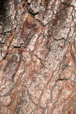 çam ağacı kabuğu