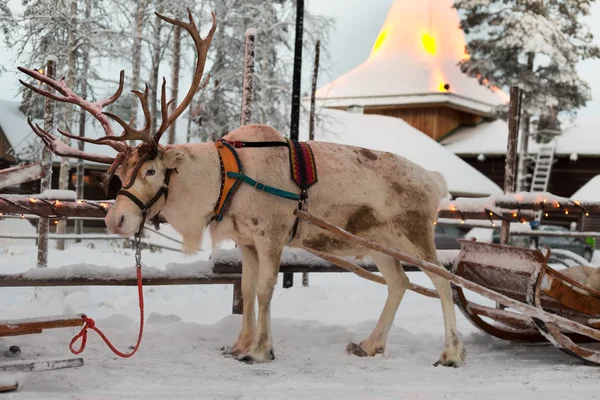 Renna di Natale nel villaggio di Babbo Natale . — Foto Stock