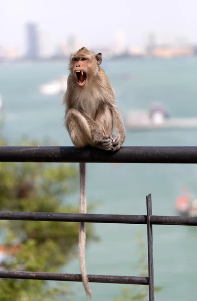 Macaco em um corrimão — Fotografia de Stock