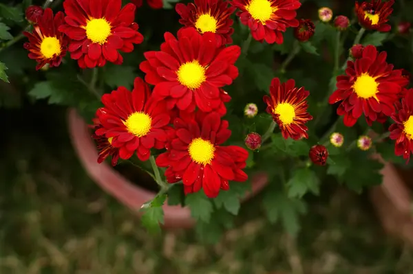 Chrysanthemum — Stock Photo, Image