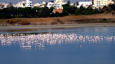 Uçan Çift Flamingo. Göl kenarındaki kuşlar