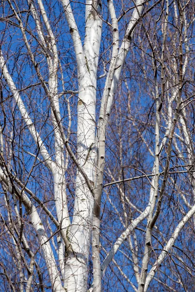 Birch Časném Jaru Bez Listí Slunečného Bezmračného Dne — Stock fotografie