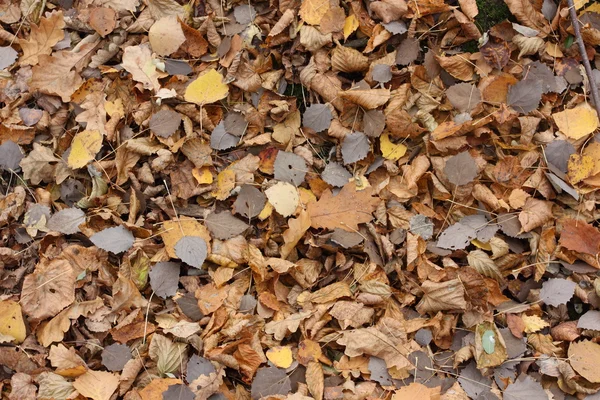 Herfstbladeren op bewolkte dag — Stockfoto