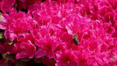 Bir arı uçar, yürür, arar ve pembe açelyalardan nektar toplar. Arı iş başında.