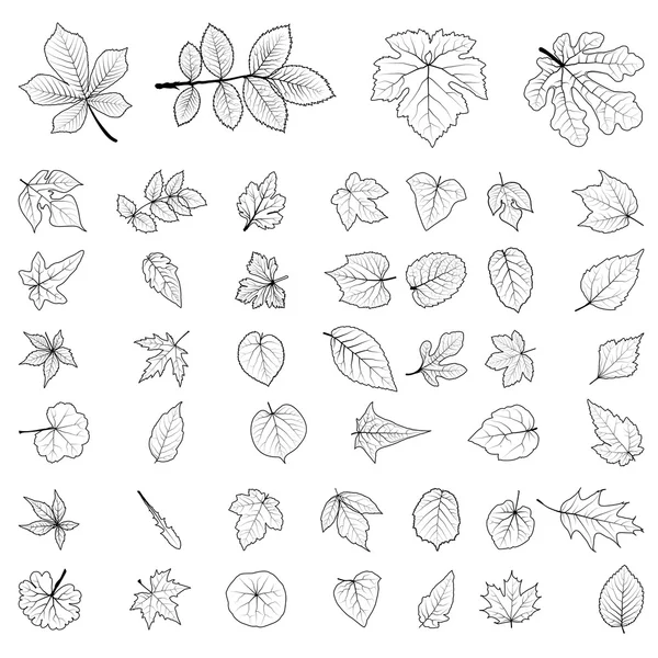 Ensemble de collecte de feuilles — Image vectorielle