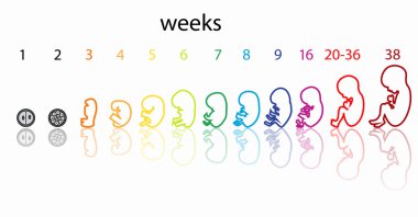 Fetus işareti aşamaları 