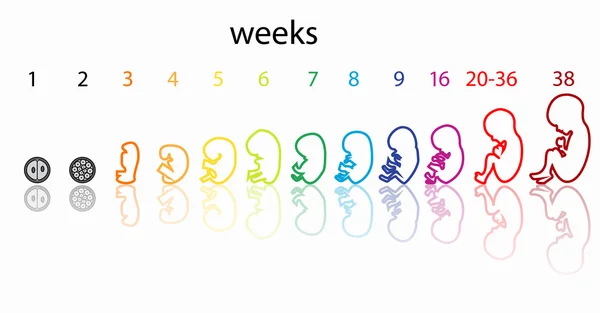 Signalisation des stades foetus — Image vectorielle