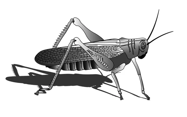 Bug - cricket insect — Stockvector