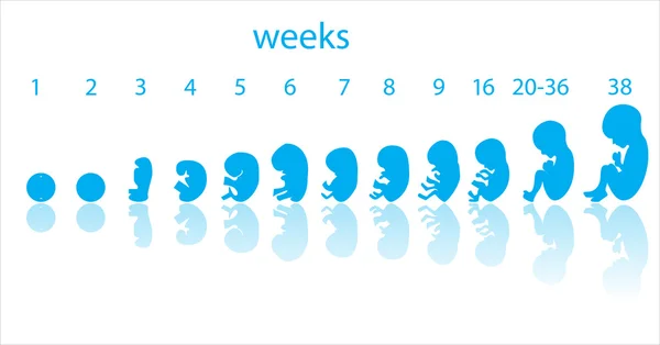 Signalisation des stades foetus — Image vectorielle