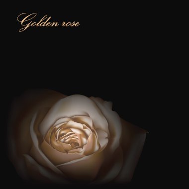 Altın gül tebrik kartı 