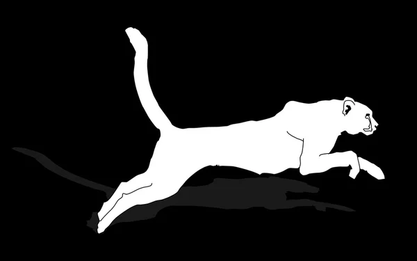 Animal sauvage - puma — Image vectorielle