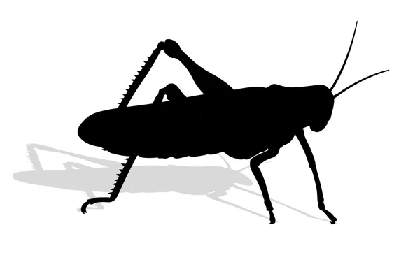 Bug - cricket geïsoleerd op wit — Stockvector