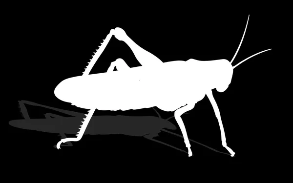 Bug - cricket geïsoleerd op zwart — Stockvector