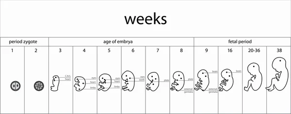 Fetus işareti aşamaları — Stok Vektör