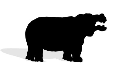 Vahşi hayvan - su aygırı 