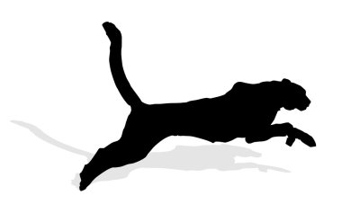 Vahşi hayvan - puma 