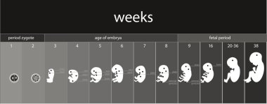 Fetus işareti aşamaları