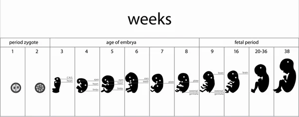 Signalisation des stades foetus — Image vectorielle