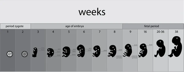 Signalisation des stades foetus — Image vectorielle